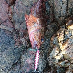 イカ不発でした( ノД`)…