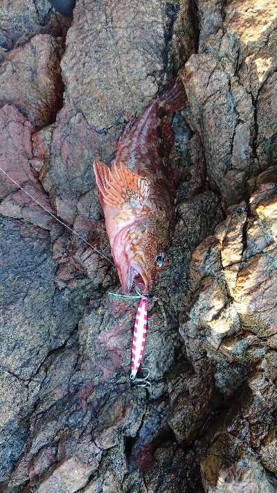 イカ不発でした( ノД`)…