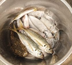 アジング、のち、エギング