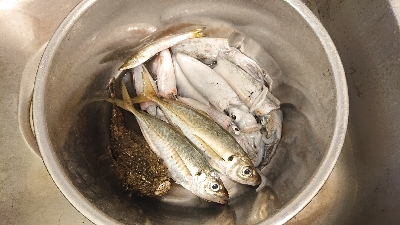 アジング、のち、エギング