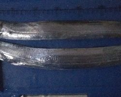 タチウオ夜釣り