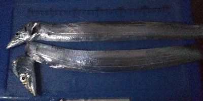 タチウオ夜釣り