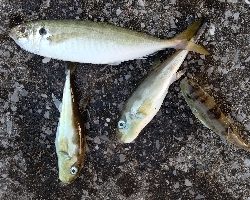 夕マズメの時合