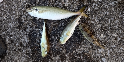 夕マズメの時合