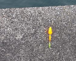 クロサギとアイゴ