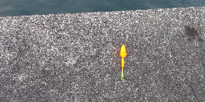 クロサギとアイゴ