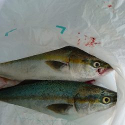 青物○ タチウオ☓