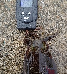 アオリ新子調査