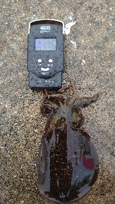 アオリ新子調査