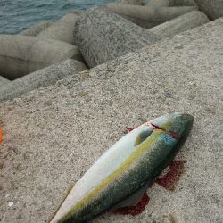 青物もタチウオも渋い