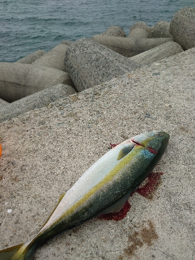 青物もタチウオも渋い