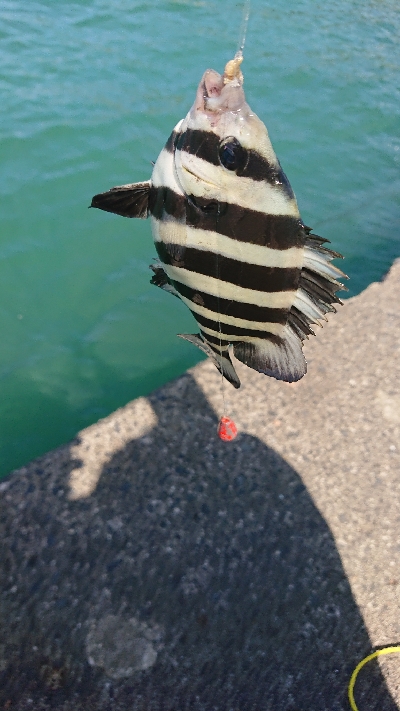 ２週間ぶりのカワハギ釣り