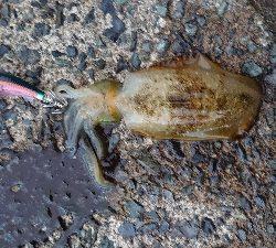 トンカツ&コロッケ