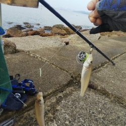 苅屋海岸のキス釣り
