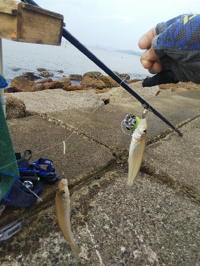 苅屋海岸のキス釣り