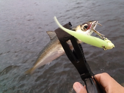 タチウオワインド