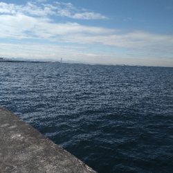 ツバス1匹1バラし