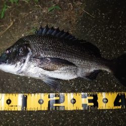 シーバス狙いが…