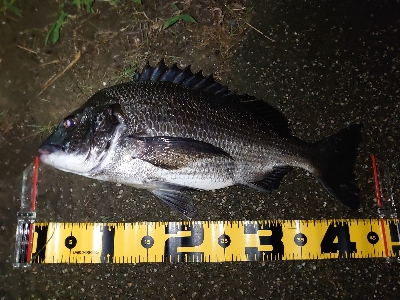 シーバス狙いが…