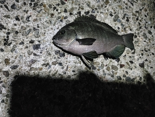 小物釣り