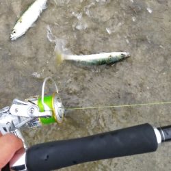 ショアジグサビキで小サバ