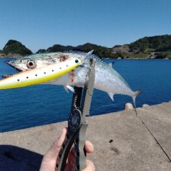 香住　青物遠征