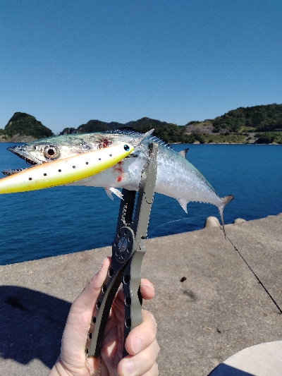 香住　青物遠征