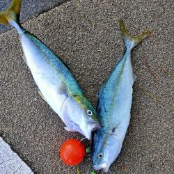 ハマチ45cmぐらい2匹