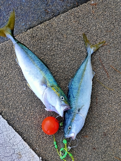 ハマチ45cmぐらい2匹