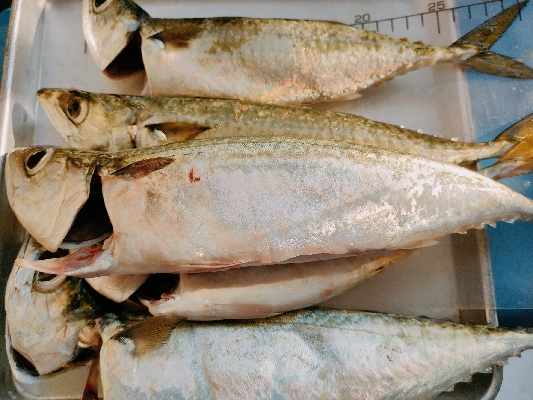 明石ジギングにてサバ爆釣