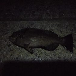 のんびり夜釣り