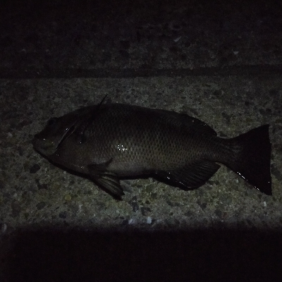 のんびり夜釣り