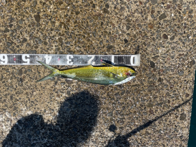 ショアジギング