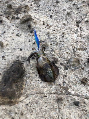 シーズン開幕!ロッド墨付け!