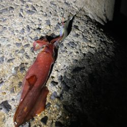 ライトエギング