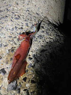 ライトエギング