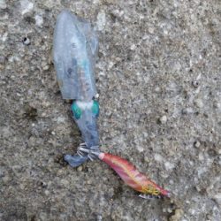 アオリイカ　新子　調査