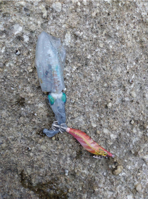 アオリイカ　新子　調査