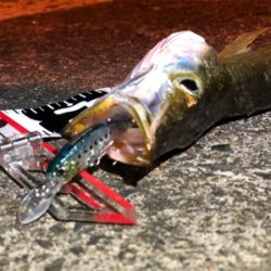 豆アジングのつもりが