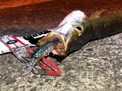 豆アジングのつもりが