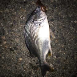 ガシラ、キビレ