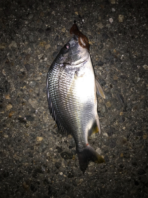 ガシラ、キビレ