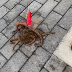 ラストオクトパッシング