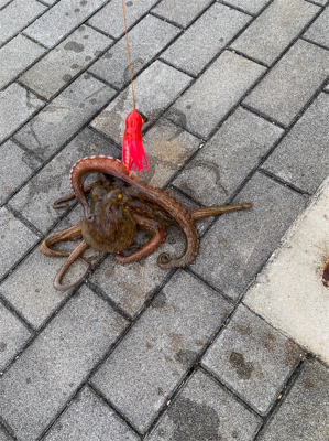 ラストオクトパッシング