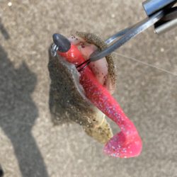 まだまだマゴチ釣れるかなぁ