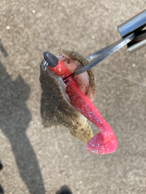 まだまだマゴチ釣れるかなぁ