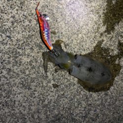 ナイトエギング