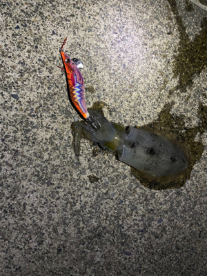 ナイトエギング