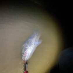 調子に乗って本日も仕事帰り釣行