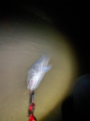 調子に乗って本日も仕事帰り釣行